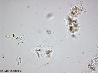 phyto/Brazilian_Amazon_coast/Amazomix_station_22/AMAZOMIX September 2021/Hemiaulus hauckii (St22_DCM_hemiaulus220913_001_ovl).TIF(copy)_thumb.jpg